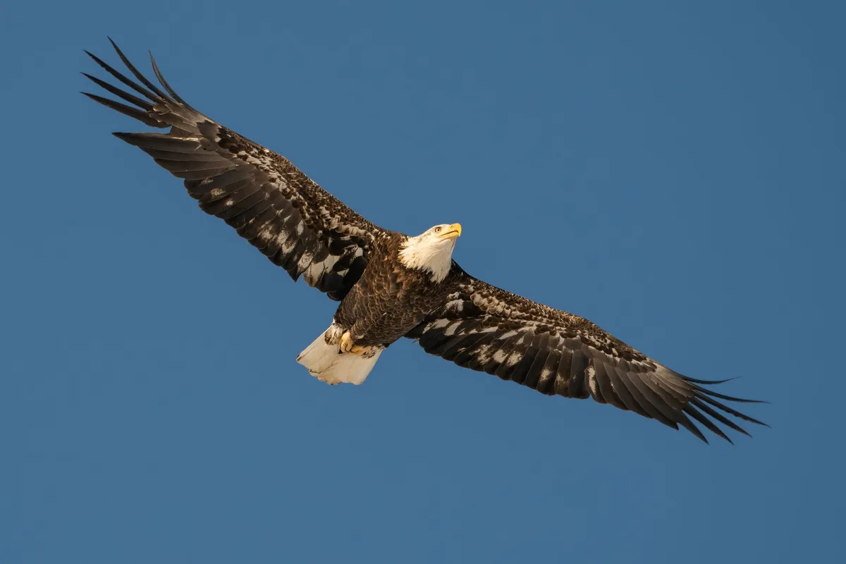 A bald eagle in full flight, wings spread wide against a clear sky
